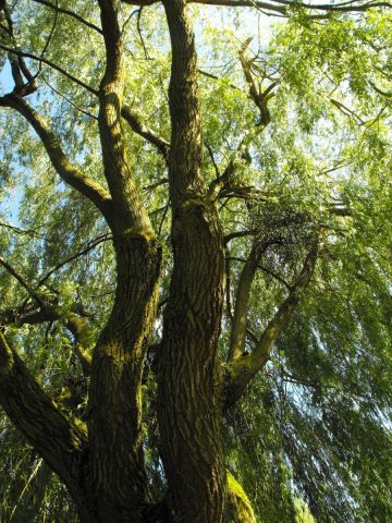 SOUS LE SAULE PLEUREUR